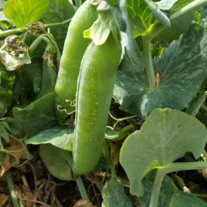 petit pois au-potager-de-becheret©