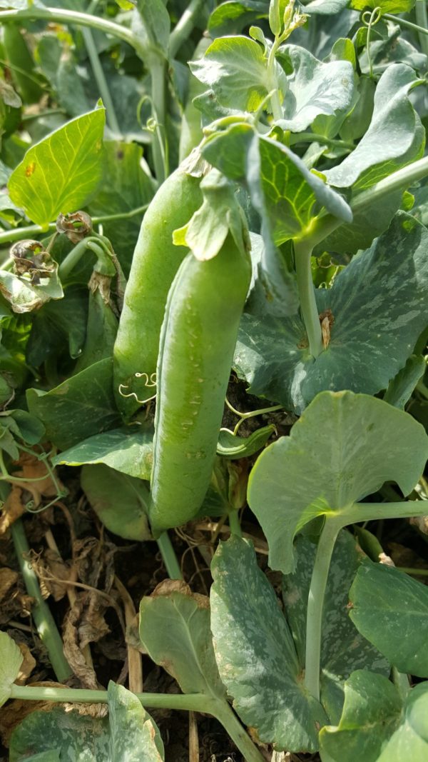 petit pois au-potager-de-becheret©