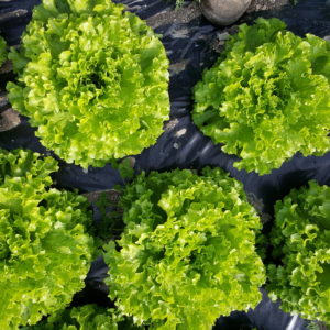 Salade baravia