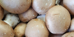champignons bruns de paris au-potager-de-becheret ©