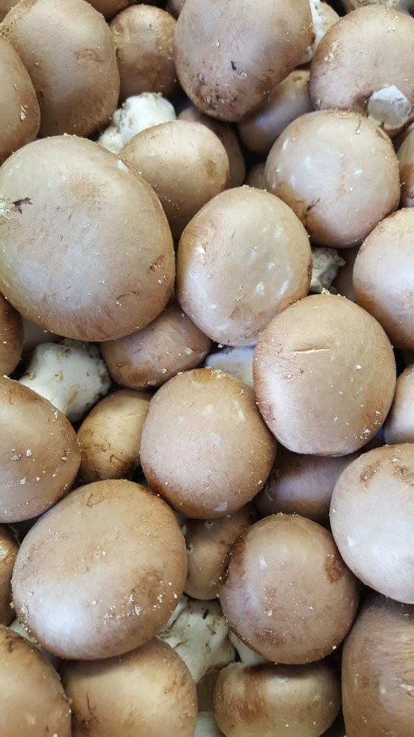 champignons bruns de paris au-potager-de-becheret ©