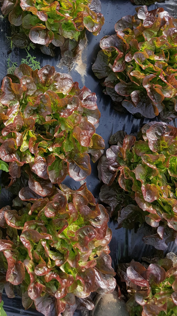 feuille de chêne rouge au-potager-de-becheret©