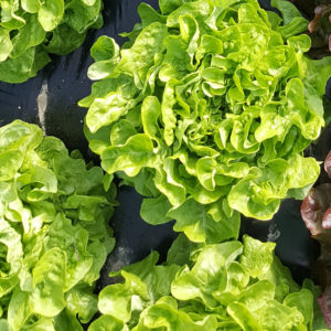 feuille de chene verte au-potager-de-becheret©