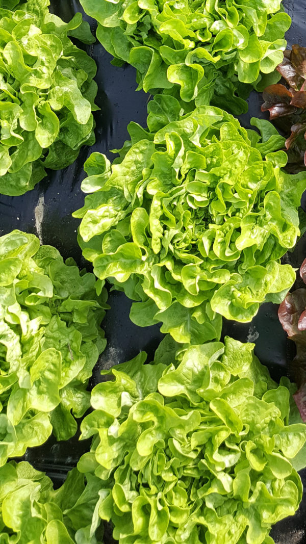 feuille de chene verte au-potager-de-becheret©