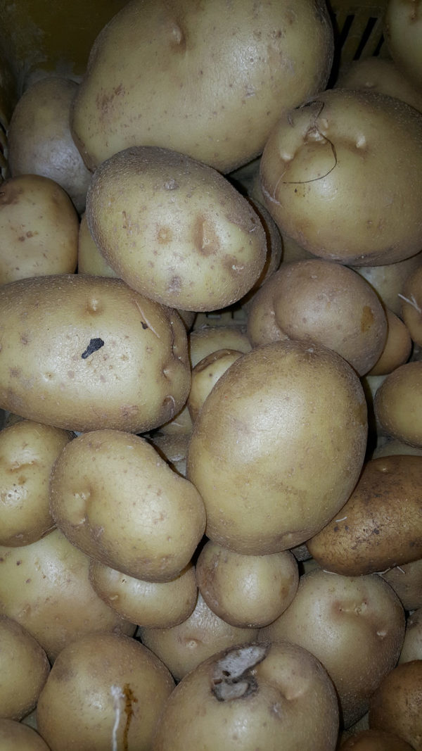 Pomme de terre Anaïs