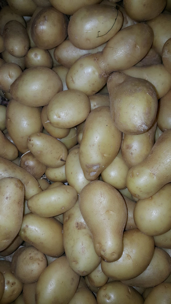 Pomme de terre Anoé