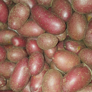 pdt-cheyenne au-potager-de-becheret©