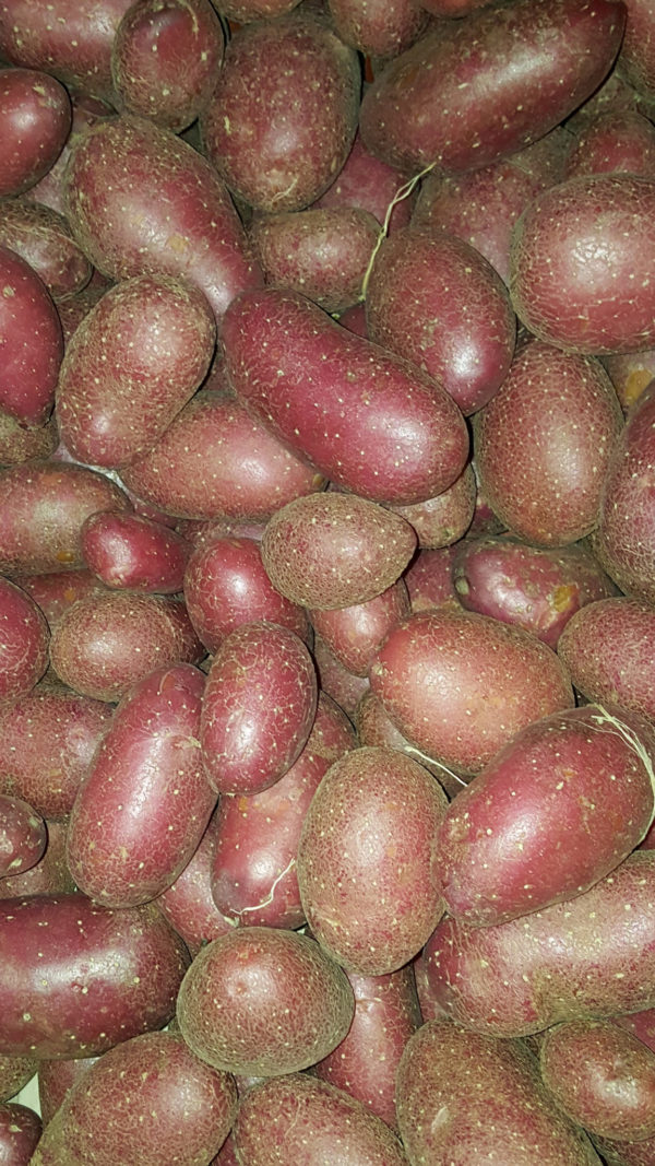 pdt-cheyenne au-potager-de-becheret©