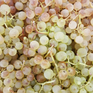 Raisin Chasselat
