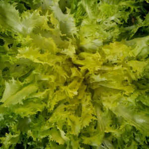 frisée au-potager-de-becheret