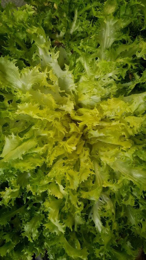 frisée au-potager-de-becheret