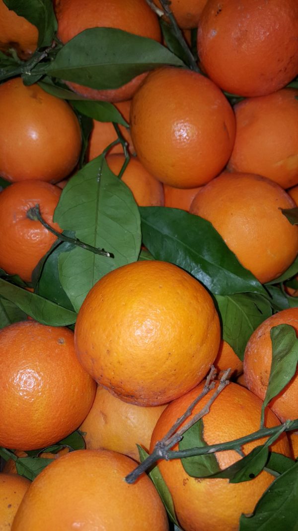 orange de sicile au-potager-de-becheret
