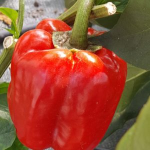 poivrons rouges au-potager-de-becheret