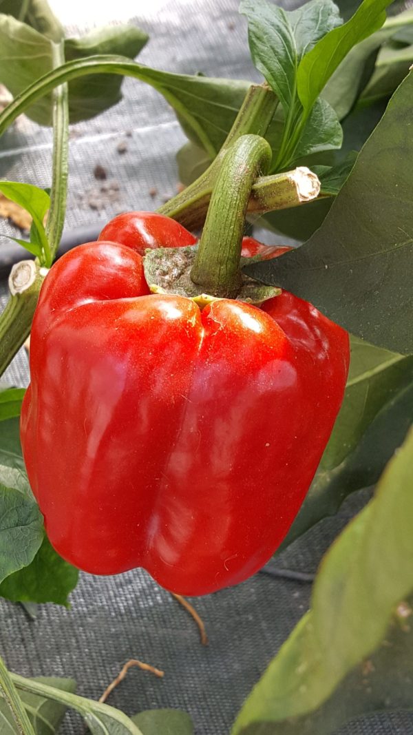 poivrons rouges au-potager-de-becheret