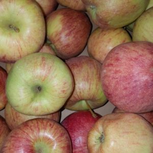 pomme cameo au-potager-de-becheret