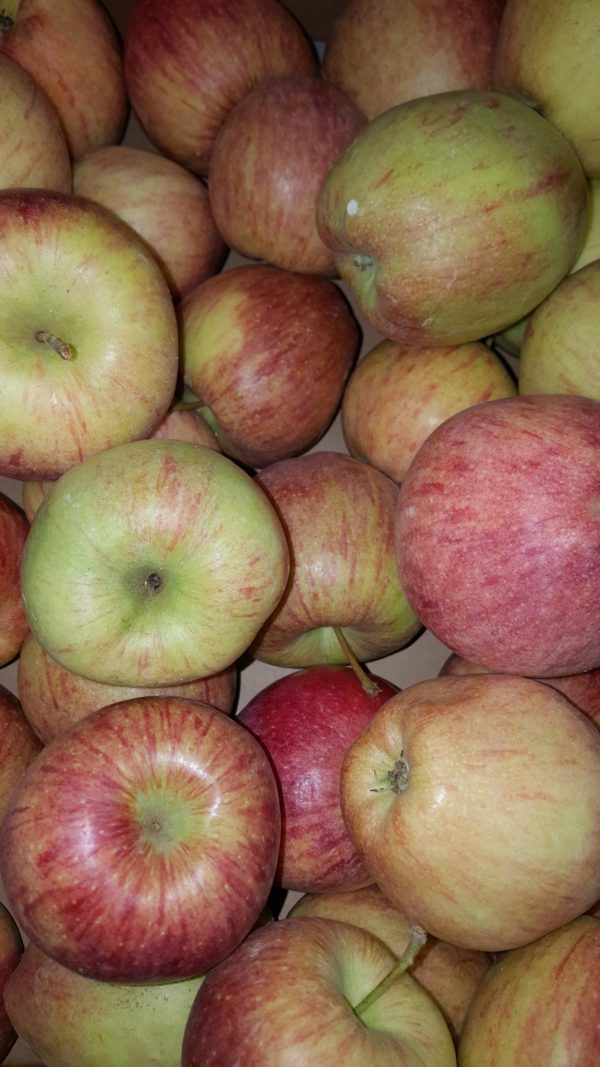 pomme cameo au-potager-de-becheret
