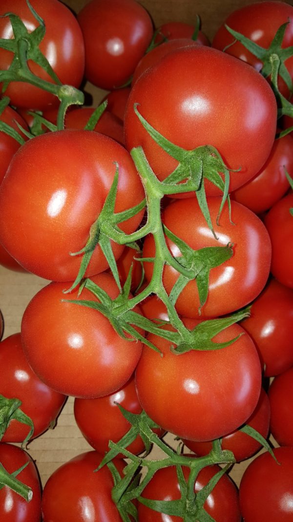 tomate grappe au-potager-de-becheret
