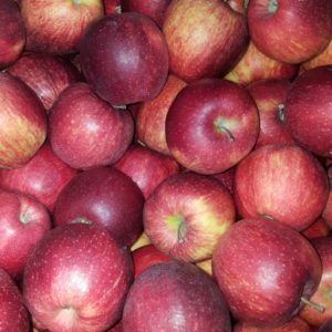 pomme sucrée au-potager-de-becheret©