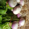 navets botte au-potager-de-becheret©