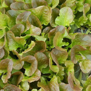 plant feuille de chene rouge au-potager-de-becheret©