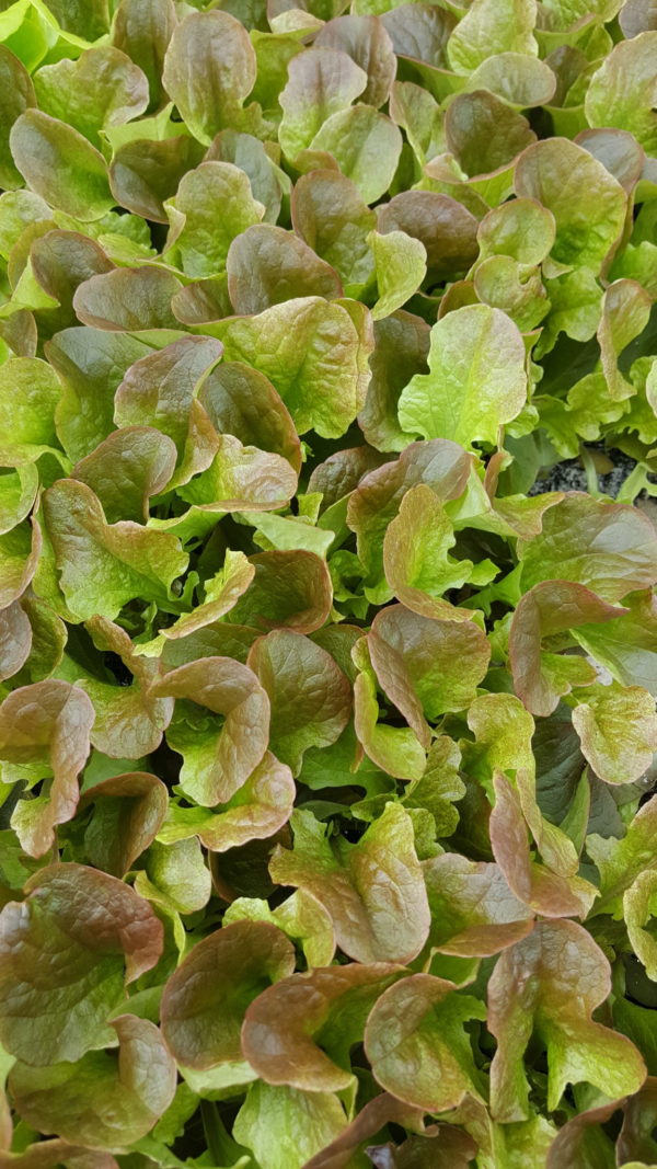 plant feuille de chene rouge au-potager-de-becheret©