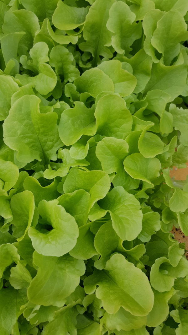 plants de feuille de chene verte au-potager-de-becheret©