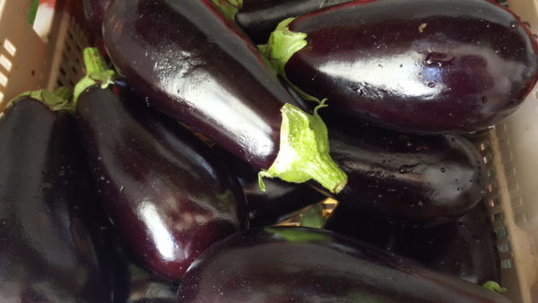 aubergine aube au-potager-de-becheret©