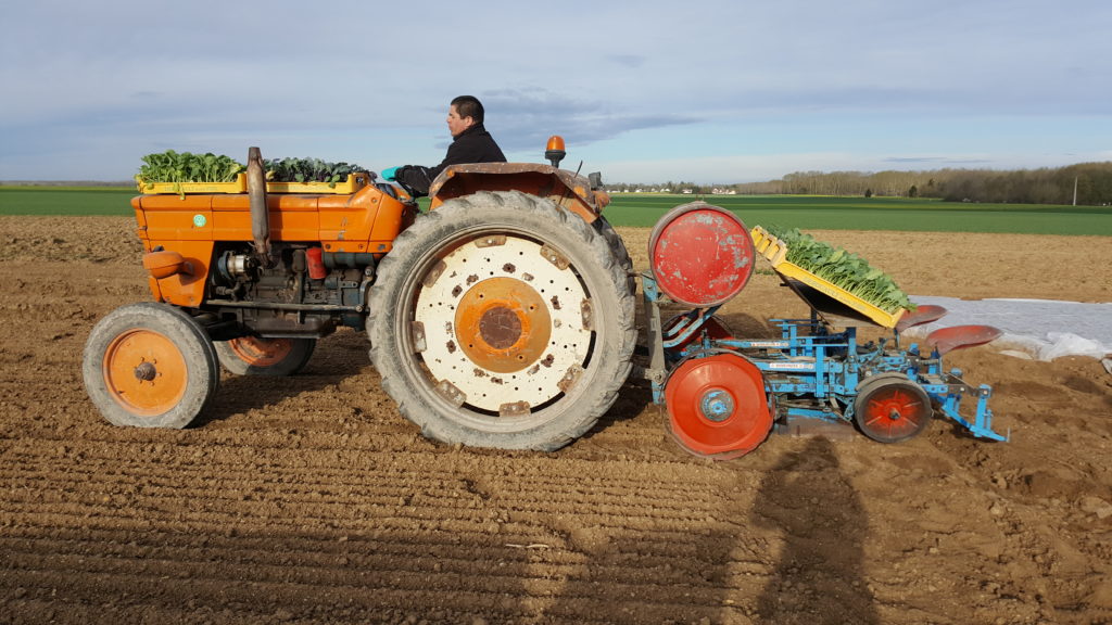 plantation chou au-potager-de-becheret©