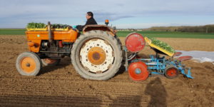 plantation chou au-potager-de-becheret©