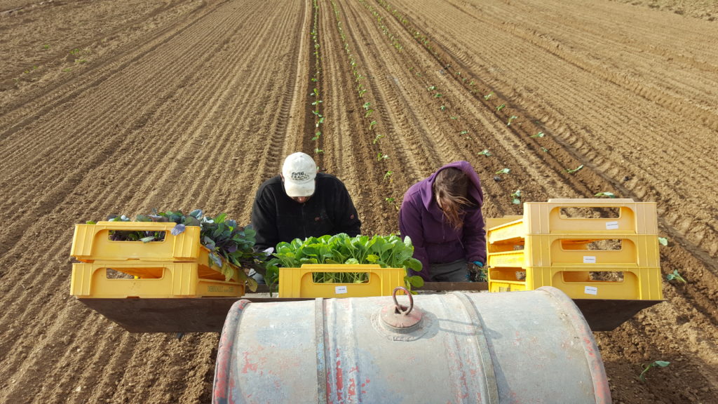 plantation chou au-potager-de-becheret©