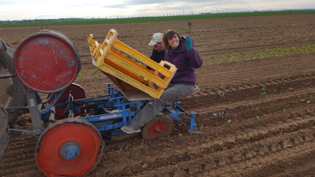 plantation chou au-potager-de-bechere