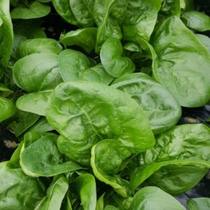 epinards au-potager-de-becheret©