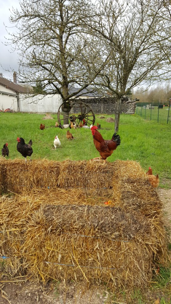 poules au-potager-de-becheret©