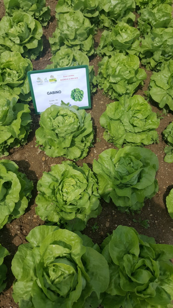 viste planete légumes au-potager-de-becheret©