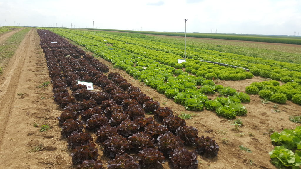 viste planete légumes au-potager-de-becheret©