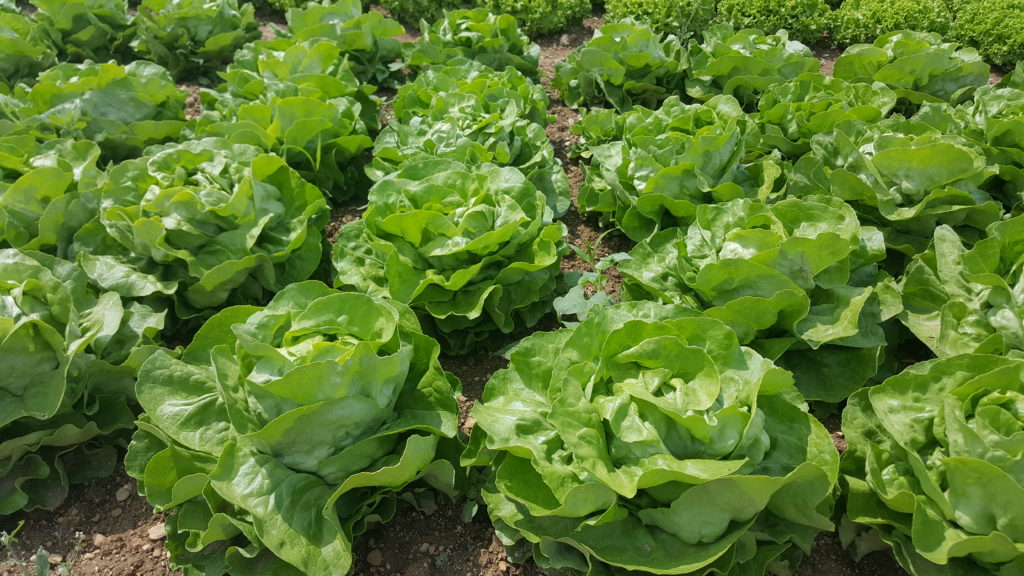 viste planete légumes au-potager-de-becheret©