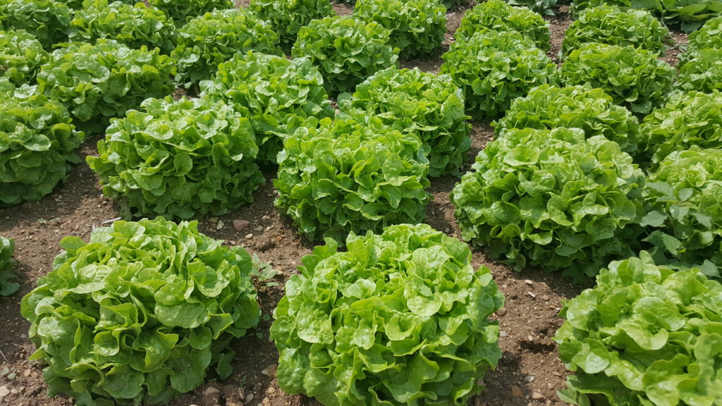 visite planete légumes au-potager-de-becheret©