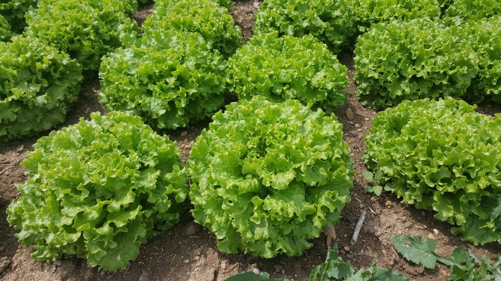 visite planète légumes au-potager-de-becheret©