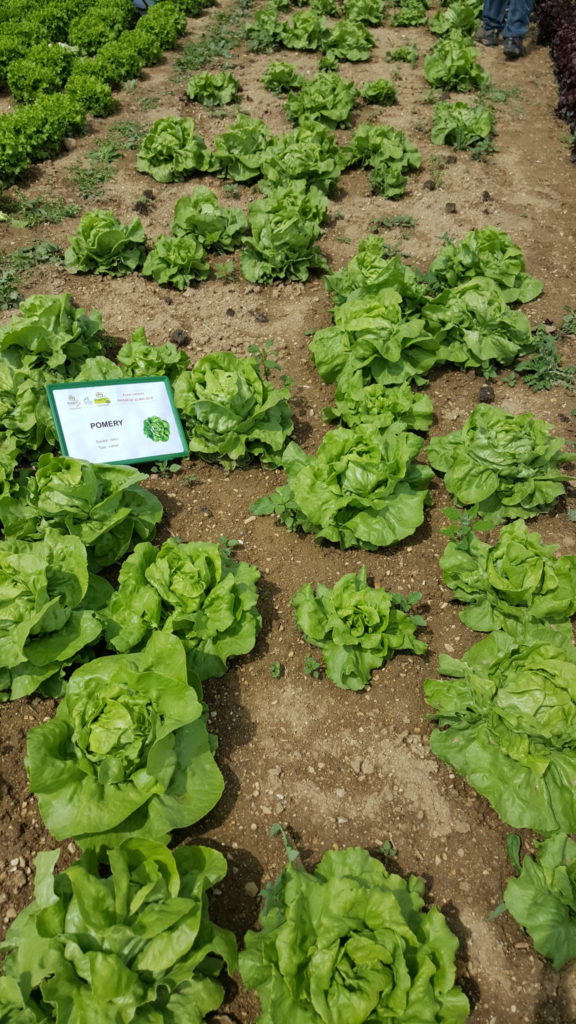 visite planete légumes au-potager-de-becheret©