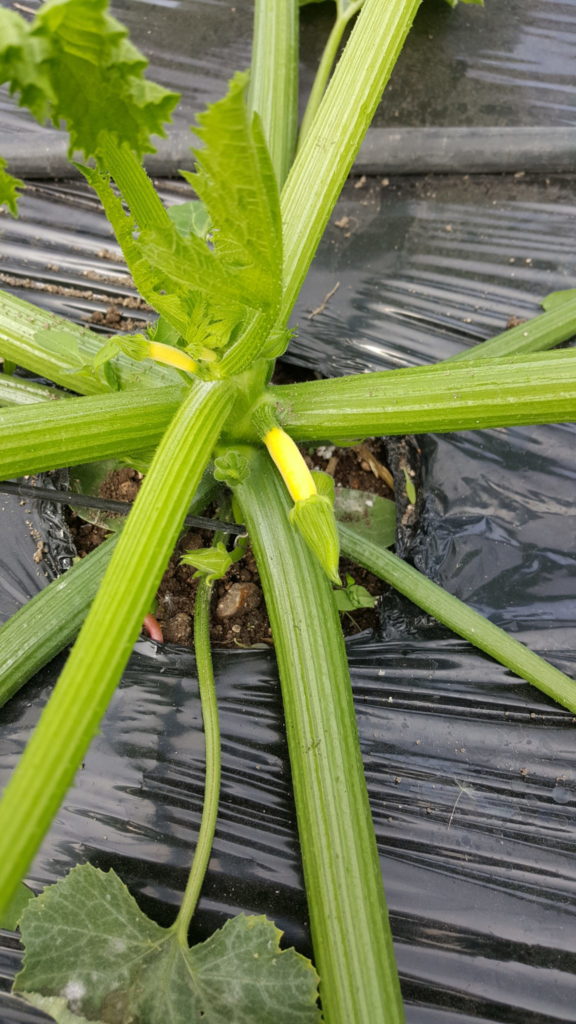 courgette 2018 au-potager-de-becheret ©