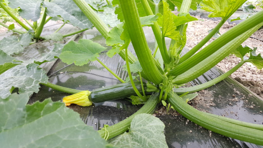 courgette 2018 au-potager-de-becheret©