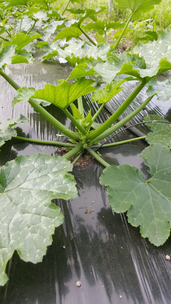 courgette 2018 au-potager-de-becheret©