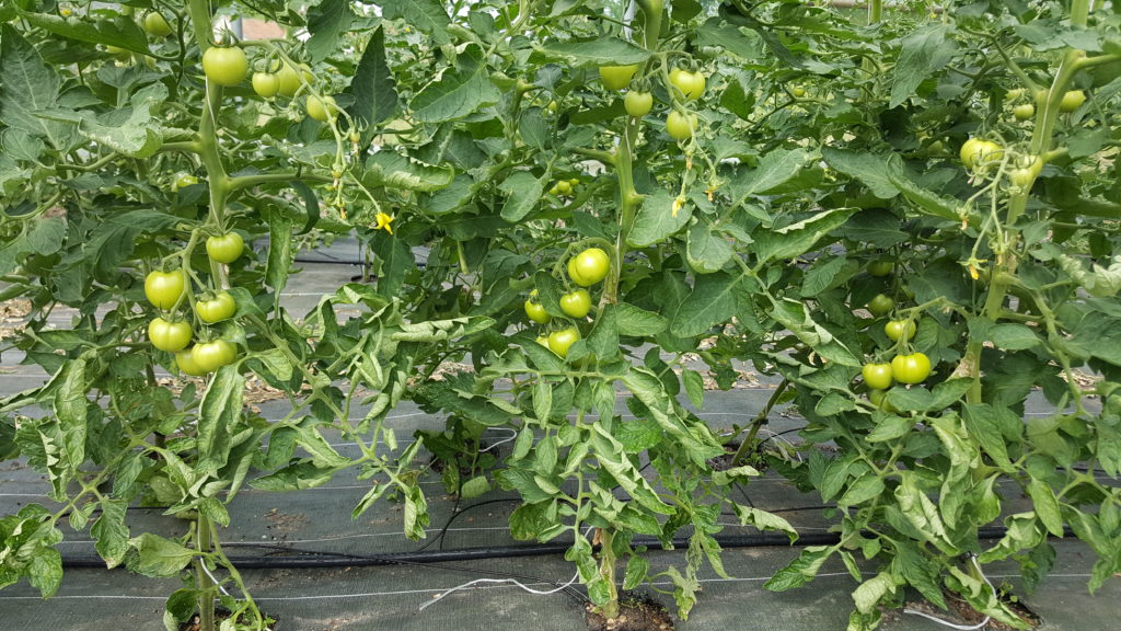 tomates 2018 au-potager-de-becheret©