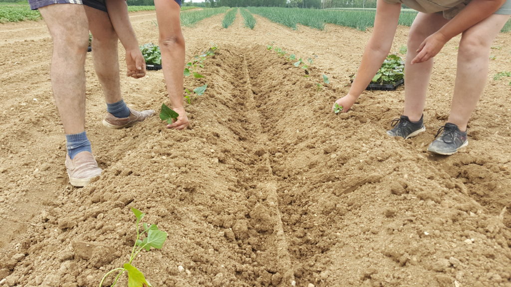 patate douce au-potager-de-becheret©