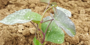 patate douce au-potager-de-becheret©