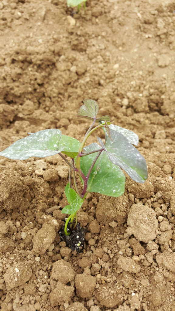 patate douce au-potager-de-becheret©