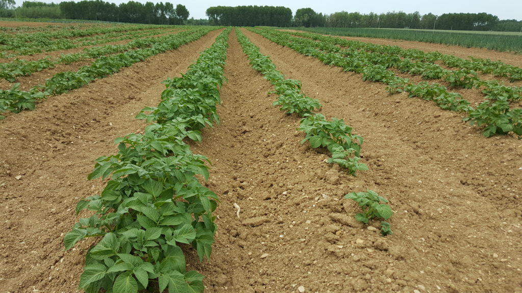 pomme de terre 2018 au-potager-de-becheret©