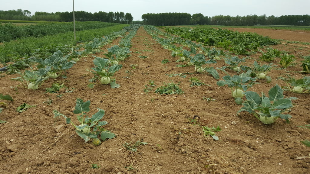 choux 2018 au-potager-de-becheret©