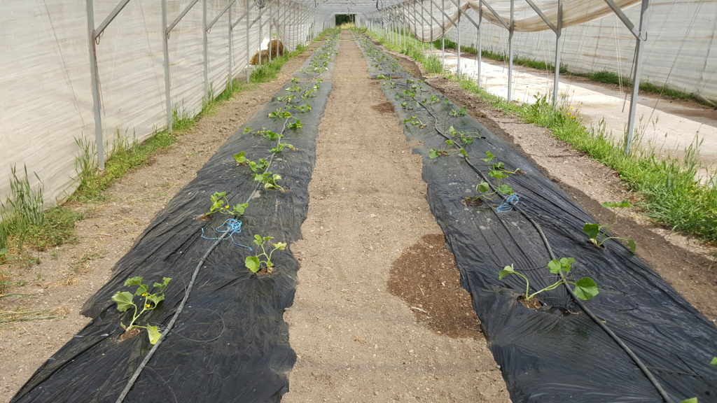 melons 2018 au-potager-de-becheret©