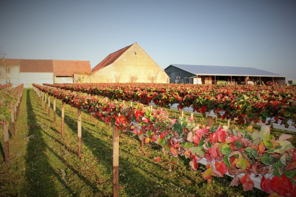 ferme du ribourdon 